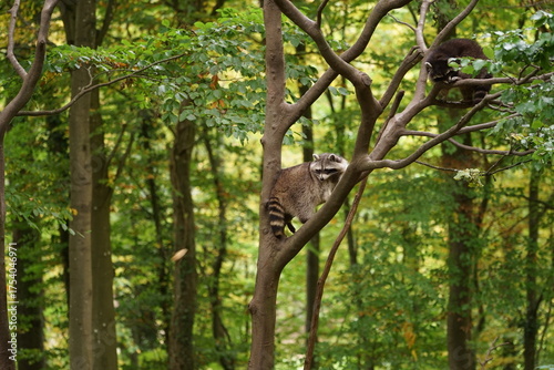 Hirsch, Reh und Natur 