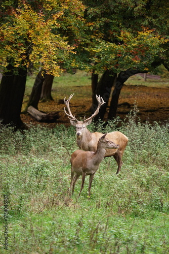 Tierpark im Herbst