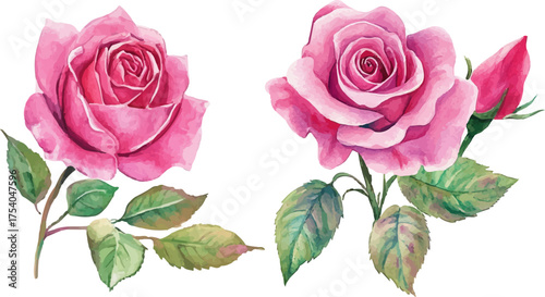 vector illustration of rose