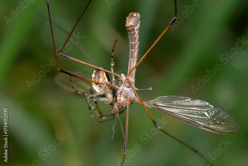 Spinne gegen Tipula