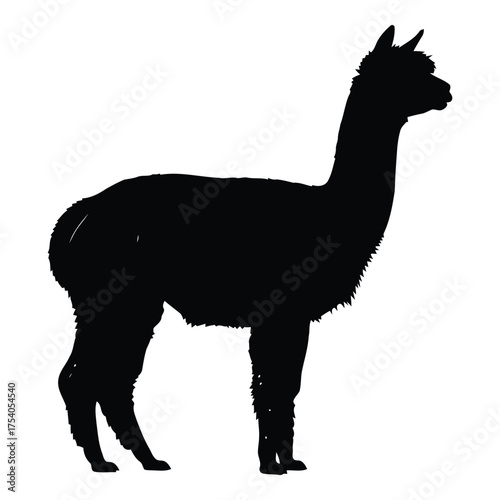 Black silhouette of an alpaca isolated on white background