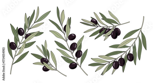 A set of hand-drawn olive branches with green leaves and ripe black olives, isolated on a white background.
