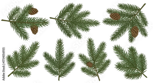 Illustration of fir branches with pine cones on a white background.