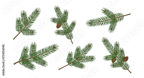 Illustration of six evergreen branches with needles and two pine cones on a white background.