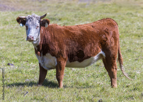 A Suspicious Dark Red with White Face Hereford Bull in Big Sur, California.