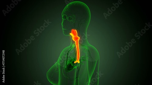 Human thyroid anatomy. 3d illustrations