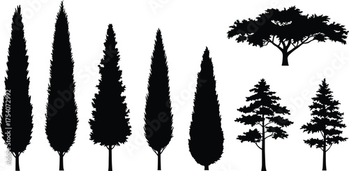 Black pine and cypress tree silhouette collection isolated on white background, tall forest vector illustration for landscape, nature, and design