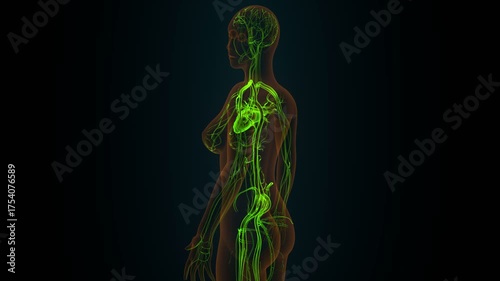 Human heart anatomy. 3d illustrations