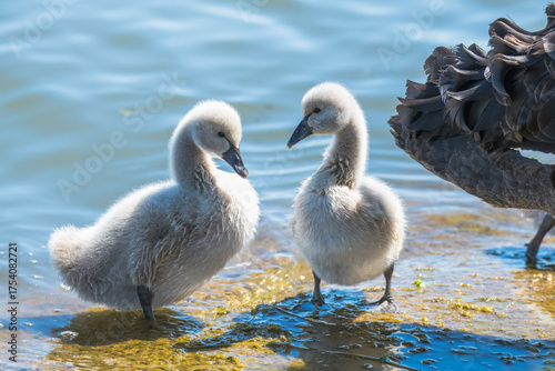Black swan cygnets in the lake