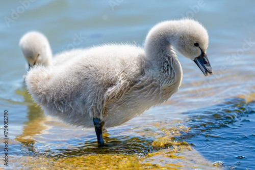 Black swan cygnets in the lake