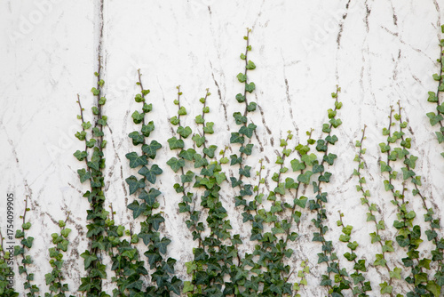 green grass background