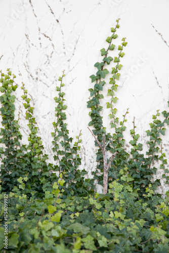 green vines on the wall