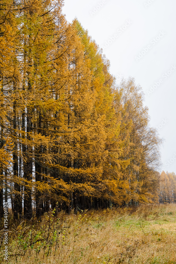Fototapeta premium An enchanting autumn landscape features golden trees swaying against a lush green field, showcasing natures serene beauty and inviting all to appreciate its charm and tranquility this season