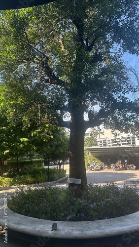 tree in the park