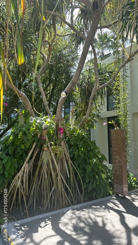 palm trees in the garden