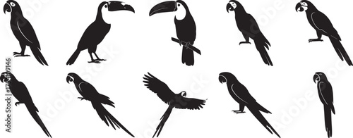 A group of Parrot bird silhouette vector, black and white silhouette vector illustration