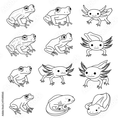A versatile collection of twelve detailed black and white line art illustrations depicting various amphibian species, including frogs, axolotls, and newts.