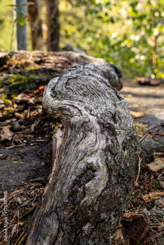 Baumwurzel von einer Kiefer( Föhre) im Elbsandsteingebirge