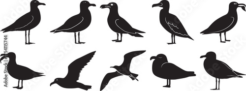 A group of Seagull bird silhouette vector, black and white silhouette vector illustration