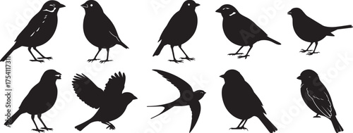 A group of Sparrow bird silhouette vector, black and white silhouette vector illustration