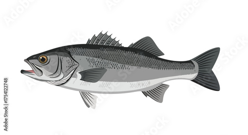Stylized illustration of a sea bass showcasing its streamlined form and detailed scales, rendered in grayscale tones with subtle gradients for