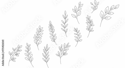 Botanical Line Art Sprigs And Branches On A White Background