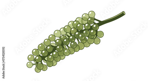 Artistic illustration of sea grapes showcases its unique, translucent appearance and intricate cluster structure, highlighting its natural beauty