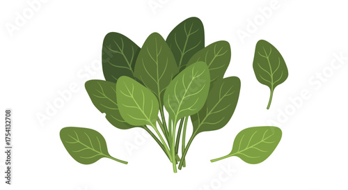 Vibrant spinach bundle illustration displaying its crisp leaves and fresh green color offering a healthy visual suitable for culinary projects
