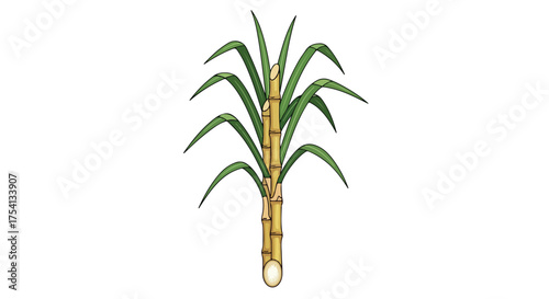Graphic representation of a sugarcane plant with green leaves on an isolated white backdrop botanical illustration, conceptual organic crop