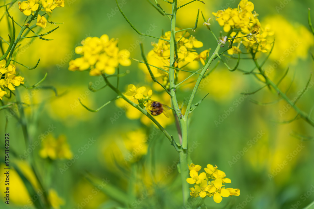 Fototapeta premium Large rapeseed fields in rural Taiwan