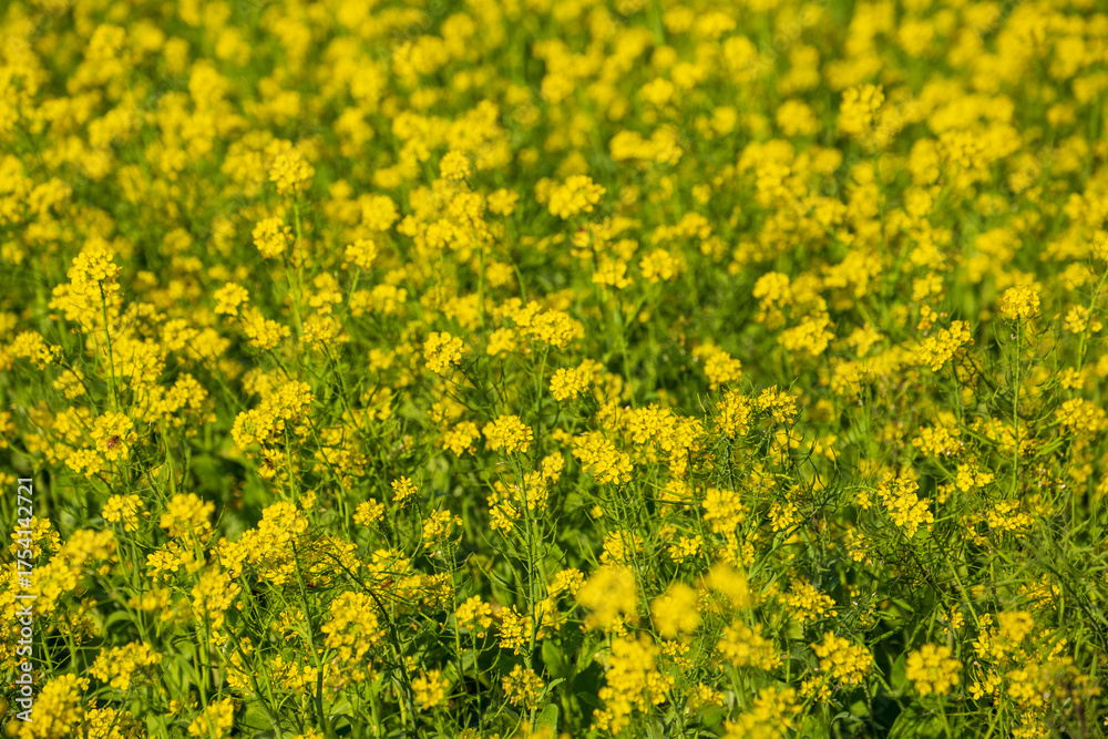 Obraz premium Large rapeseed fields in rural Taiwan