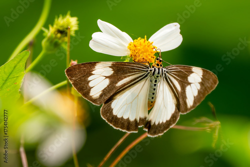 Asian moth from family Erebidea - Nyctemera tripunctaria, beautiful white and brown moth native to the meadows and grasslands of Southeast Asia, Vietnam.