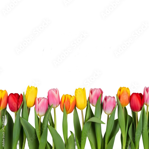 colorful tulips on white background
