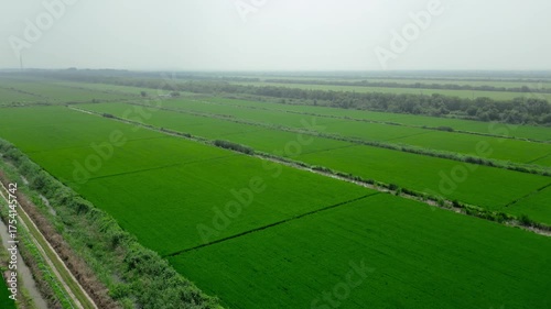 Aerial photography of spring rice planting