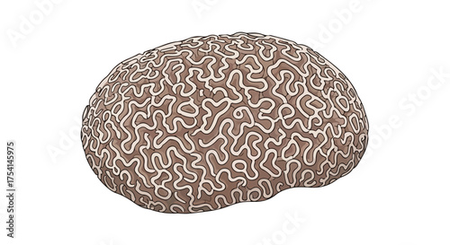 Detailed illustration of a human brain with complex convolutions on white background isolated object