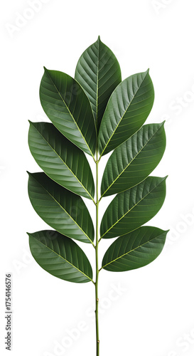  The Art of Minimalism A Branch with Glossy Leaves.