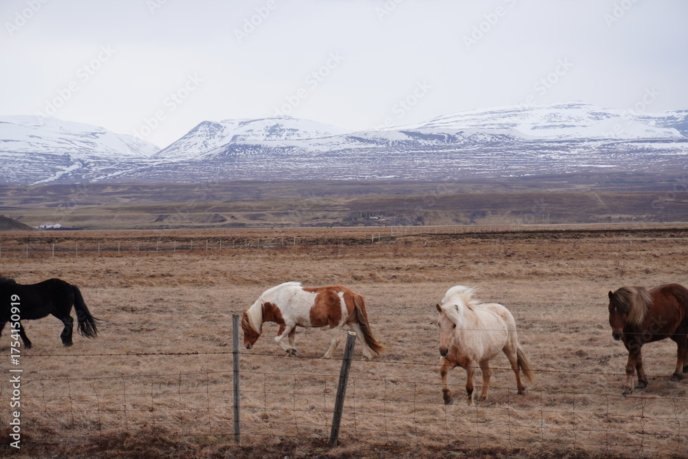 Fototapeta premium Cavalo Islandês Horse Icelandic horse
