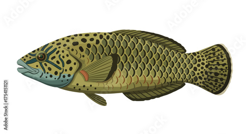 Detailed illustration of a spotted grouper showcasing its unique patterns and scale textures in a side profile view isolated on white background