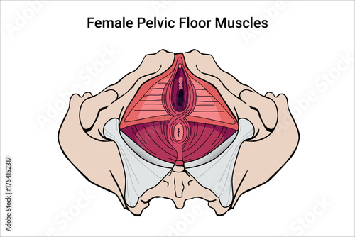 Anatomy of Female Pelvic Floor Muscles. Crotch anatomy, Weakness anatomy and reproductive system the training for constipation. Medical illustration
