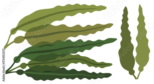 Aesthetic illustration of various types of seaweed with a minimalist botanical marine design for ocean flora exploration in underwater