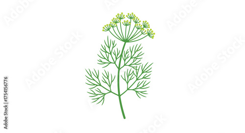 Botanical illustration of dill plant with delicate foliage and umbel flowers, isolated against a white background for culinary or herb related design