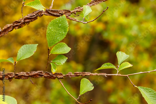 Detailed macro photograph of a winged elm (Ulmus alata) branch featuring distinctive corky, winged bark and fresh green serrated leaves with water droplets, set against a soft yellow-green autumn