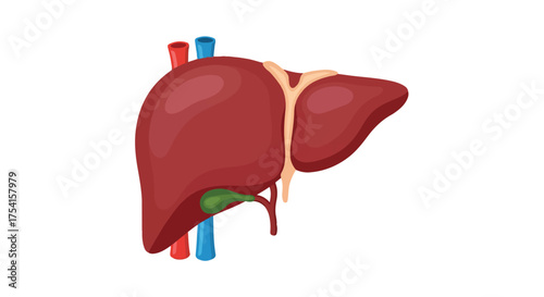 Stylized anatomical illustration showcasing the human liver and gallbladder anatomy for educational resources and medical diagram use