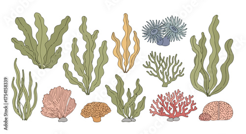 Hand-Drawn Aquatic Flora Assemblage with Seaweed, Coral, and Anemones: An Illustrative Marine Ecosystem Collection