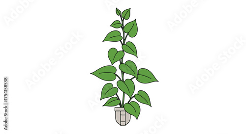 Botanical illustration displaying a potted houseplant with bright green heart-shaped leaves on white background providing design resource for