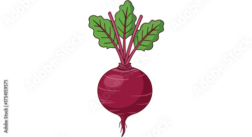 Stylized beetroot illustration featuring a vibrant purple root and lush green leaves isolated against a white background, perfect for healthy food