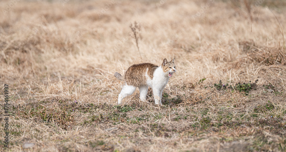 Fototapeta premium 空地を歩く可愛い野良猫 