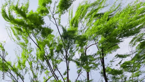 Willow trees blown by strong winds in spring