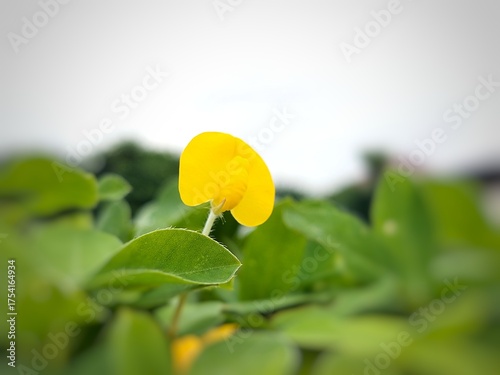 Canvas Print Close-up photo of bright yellow Arachis pintoi flowers in a green garden