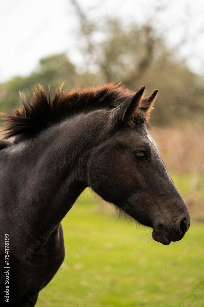 Obraz premium A majestic black wild horse in close-up, standing in an isolated plain surrounded by nature. Focus on its powerful presence and detailed features.